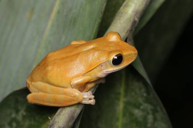 Kurbağalar (Polypedates megacephalus Hallowell, 1861) Çin 'in Yunnan eyaletinin Yuanjiang ilçesi yakınlarındaki bir vadide bulunur..