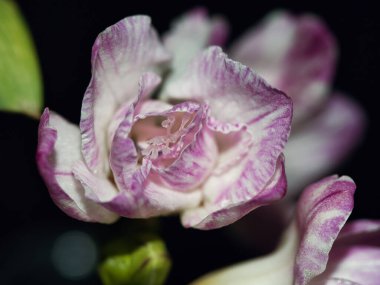 Freesia 'nın dikey yakın çekimi siyah bir arkaplanda izole edilmiş.