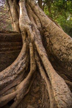 Güzel, eski bir tapınağın yakın çekimi.