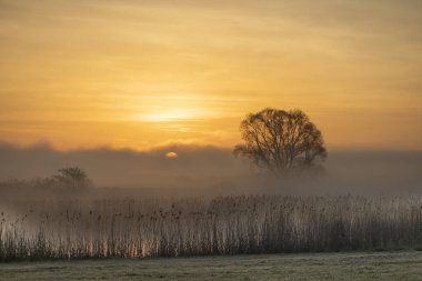 Kuru ağaçlar ve çimlerle dolu açık sarı bir günbatımı.