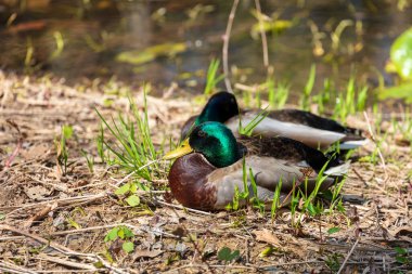 Bahçedeki çimlerin üzerinde ördek resmi.