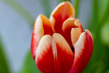 Yeşil, bulanık arkaplanı olan güzel kırmızı bir çiçeğin yakın plan çekimi.