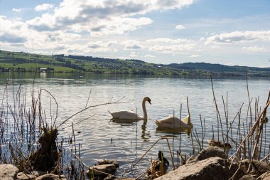 Gölde yüzen iki güzel beyaz kuğu. Sempachersee, İsviçre.