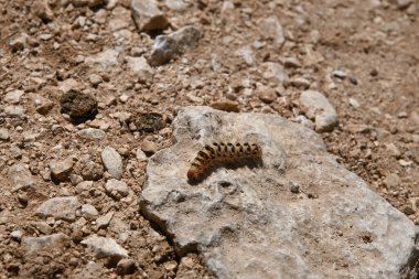 Bir kayanın üzerindeki tırtılın seçici odak noktası.
