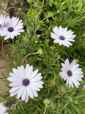 Beyaz osteospermum pelerin papatya çiçeği