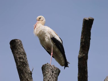 Bir leyleğin dalların üzerinde tek bacağının üzerinde durduğu yakın plan bir fotoğraf.