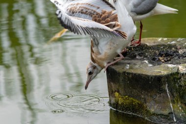 Göldeki bir ağacın üzerinde duran güzel, beyaz bir martıya yakın çekim.