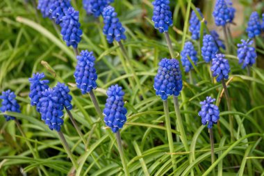 Güneşin altında güzel çiçekler.
