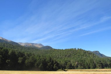 Mavi gökyüzüne karşı yeşil ormanın ve tepelerin güzel manzarası. Yeni Zelanda.