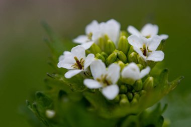 Bulanık bir arkaplanda Cardamine flexuosa 'nın yakın çekimi