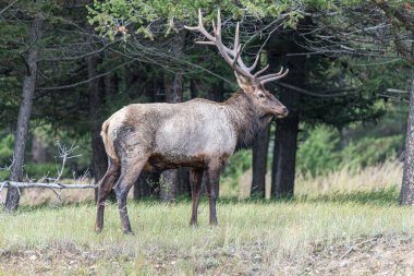 Erkek geyik, Cervus canadensis, Wapiti olarak da bilinir. Kanada doğası.