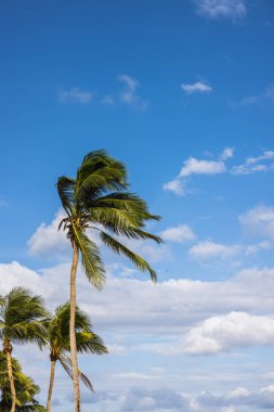 Palmiye ağaçlarının dikey yakın çekimi mavi bulutlu bir gökyüzüne işaret eder.