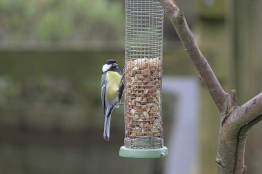 A selective focus shot of blue tit near the feeder