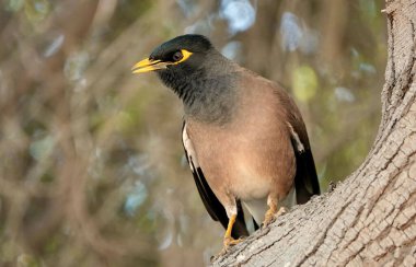 Yaygın bir Myna (acridotheres tristis) Dubai, BAE 'de bir dala tünemiştir.