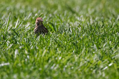 Güneşin altında çimlerin üzerinde duran kahverengi bir ezici kuş.
