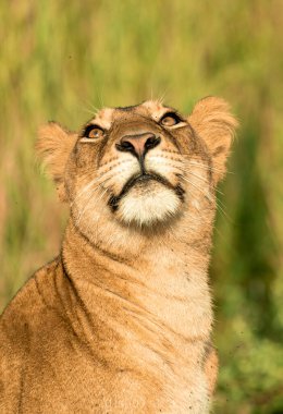 Bulanık arkaplanda küçük bir aslanın dikey görüntüsü.