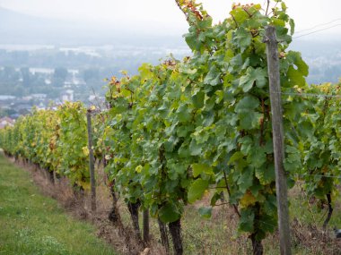 Ağaçlara dizilmiş bir üzüm bağının yakın çekimi.