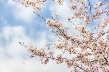 Kore 'de bahar kiraz çiçekleri açar.