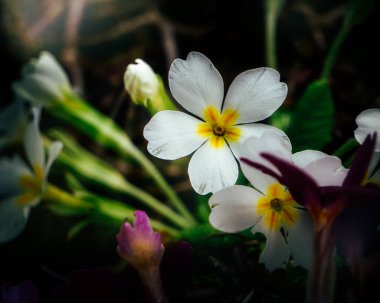 Parktaki beyaz Primula çiçeklerinin yakın çekimi.