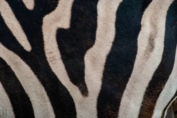 Primo Piano Dei Dettagli Linee Nere Sul Corpo Della Zebra — Foto Stock