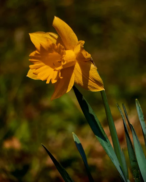 Een Close Shot Van Bloeiende Gele Narcis Bloem Geïsoleerd Wazige — Stockfoto