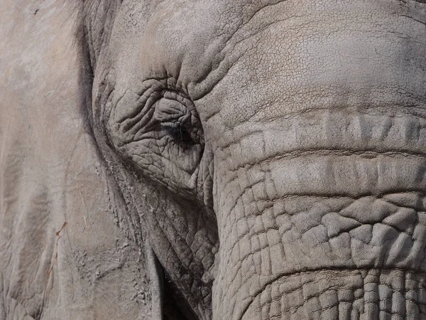 Большая Серая Голова Слона Сафари Летом — стоковое фото