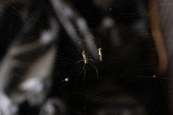 환경에서 거미가 선택적으로 집중하는 — 스톡 사진