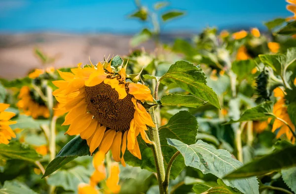 Eine Flache Fokusaufnahme Einer Hellen Sonnenblume Auf Dem Feld — Stockfoto