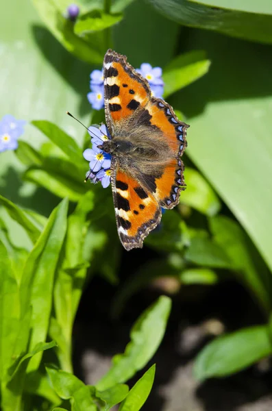 Een Tortoiseshell Vlinder Het Verenigd Koninkrijk Een Vergeet Niet Bloem — Stockfoto