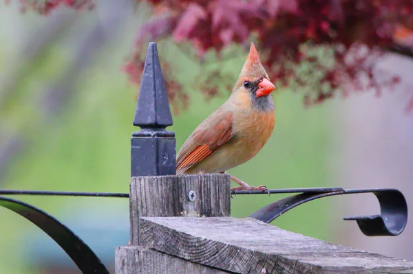 Primer Plano Pájaro Cardenal Del Norte Naranja Posado Una Valla —  Fotos de Stock