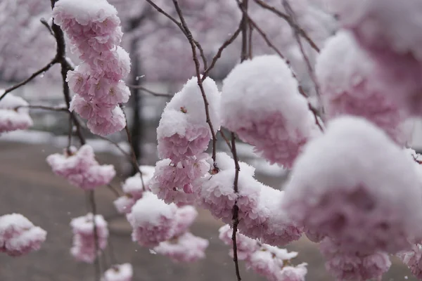 Sakura Kiraz Çiçeklerine Yakın Çekim Kar Yağışı — Stok fotoğraf