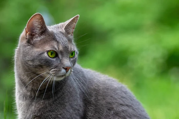 Płytkie Ognisko Korat Szary Kot Portrecie Rozmytym Zielonym Tle — Zdjęcie stockowe
