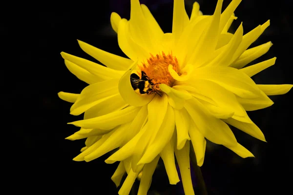 Close Amarelo Dahlia Isolado Fundo Preto — Fotografia de Stock