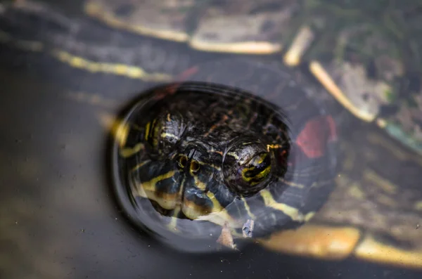 Shallow Focus Portrait Eastern Painted Turtle Looking Blurred Background — Stock Photo, Image