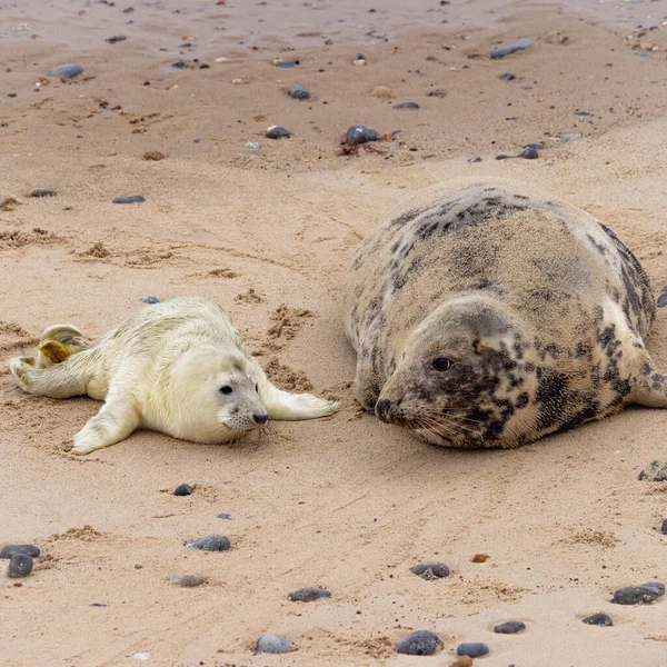 Vertical Shot Mother Baby Seals Lying Beach — Stock Photo, Image