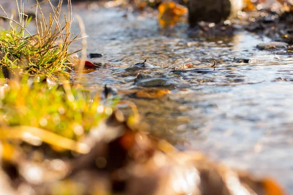 A shallow focus shot of green plants and stones by a flowing shallow creek in bright sunlight