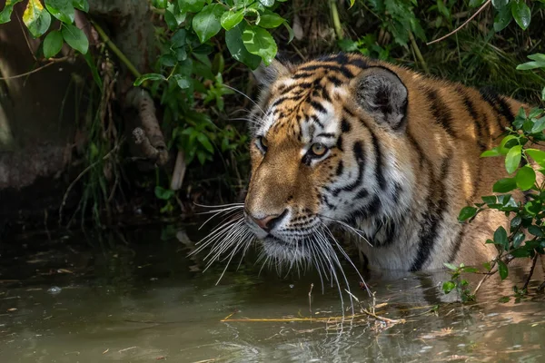 Närbild Sibirisk Tiger Smutsigt Vatten Mot Trädlöv — Stockfoto