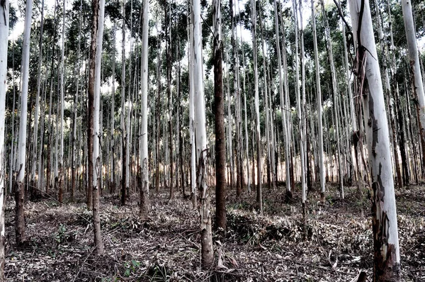 Hutan Eukaliptus Siang Hari — Stok Foto