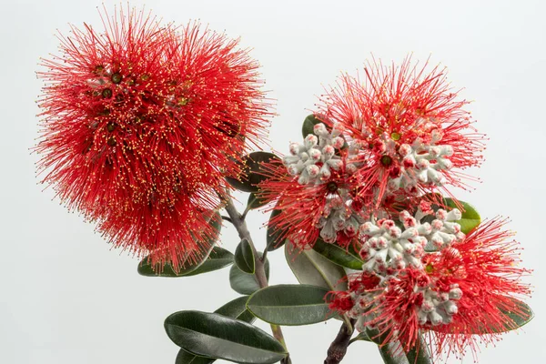 Vibrant Red Flowers New Zealand Summer Flowering Pohutakawa Tree Member — Stock Photo, Image
