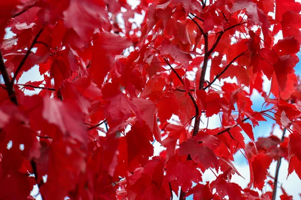 Czerwony Klon Liście Gałęzi — Zdjęcie stockowe