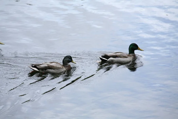 Zwei Entzückende Hausenten Schwimmen Einem See — Stockfoto