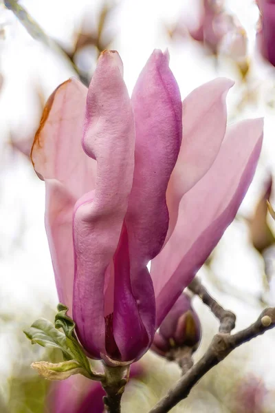 Gros Plan Belles Fleurs Magnolia Rose — Photo