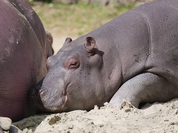 Wielki Hipopotam Leżący Odpoczywający Safari Słoneczny Dzień Latem — Zdjęcie stockowe