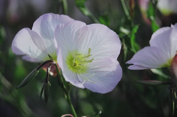 Closeup White Pinkladies Oenothera Speciosa Flower Sunlight Garden — Stock Photo, Image