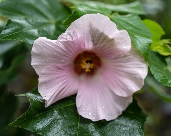 Tiro Close Uma Flor Hibiscus Grandiflorus Com Folhas Verdes — Fotografia de Stock