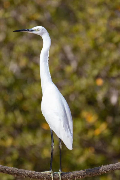 Vertical Shot Little Egret Perched Branch Blurred Green Background — Stock Photo, Image