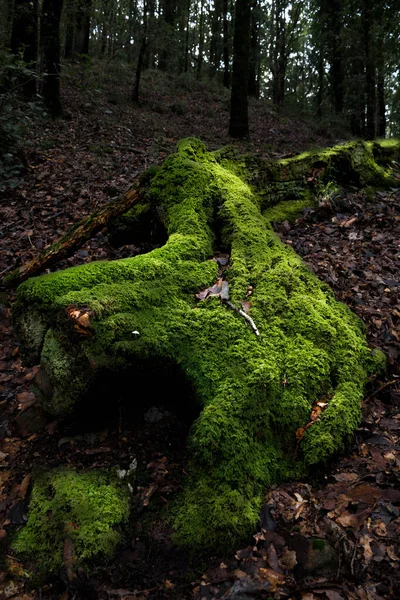 Svislý Výstřel Bujně Zeleného Mechu Lese — Stock fotografie