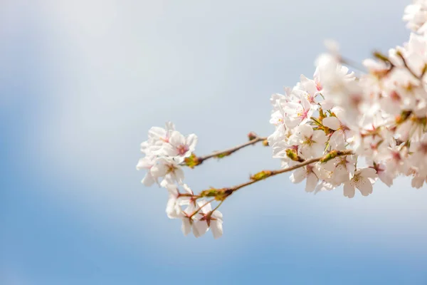 The spring cherry blossoms in Korea