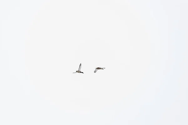 Flock White Sky Background — Stock Photo, Image