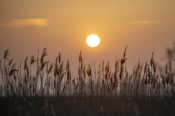 Uma Vista Pôr Sol Acima Campo Trigo — Fotografia de Stock